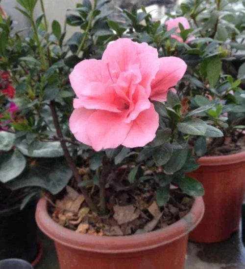 Ajelia flowering plant