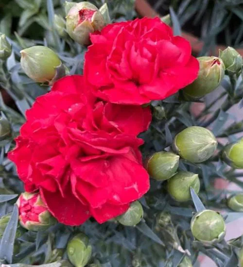 Carnation flowers