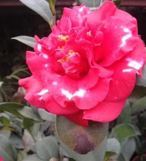 Pink Chinese rose
