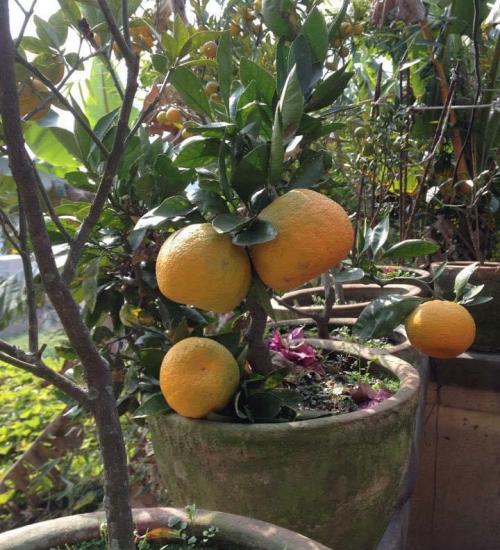 Fresh oranges