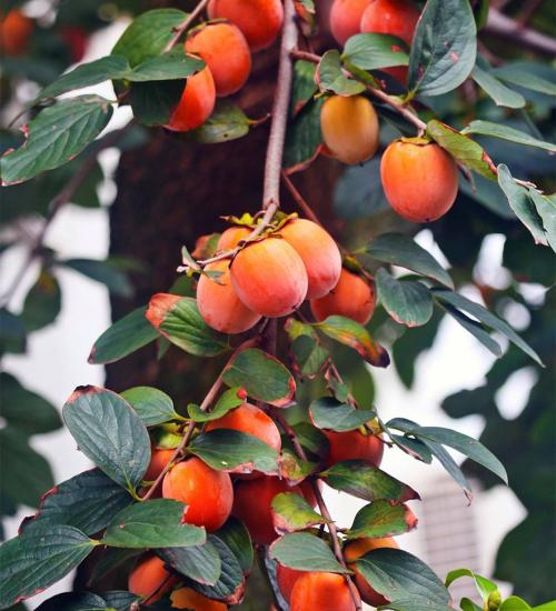 Ripe persimmon fruit