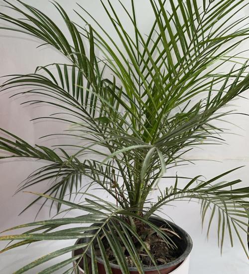 Phoenix ornamental plant