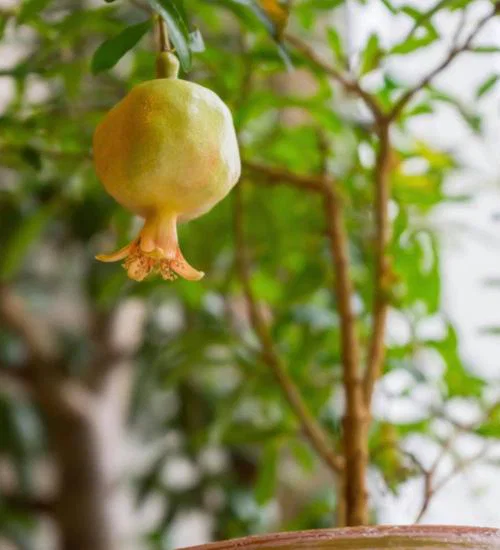 Ripe pomegranates