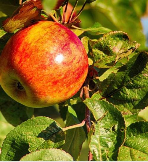 Fresh apples