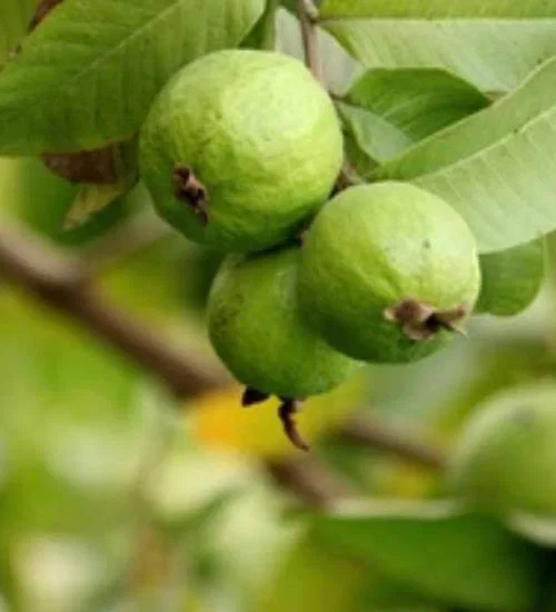 Fresh guavas